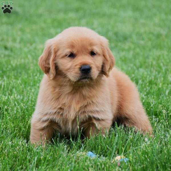 Maple, Golden Retriever Puppy